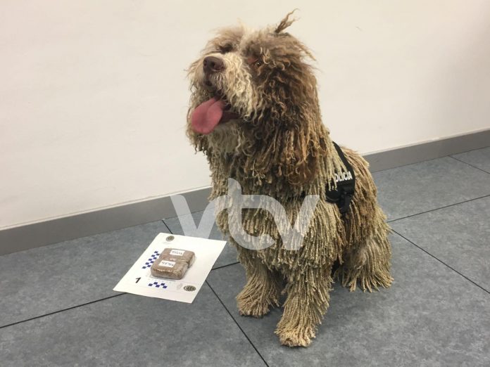 perro poli local