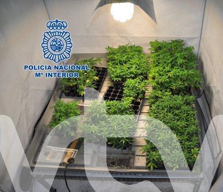 POLICIA_PLANTACI_N_