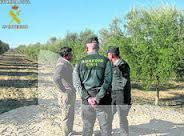 guardia civil olivar