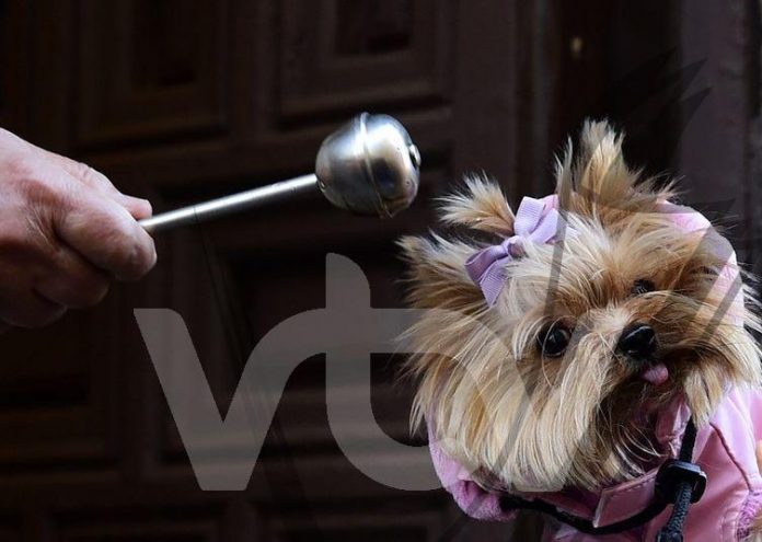 Cientos-mascotas-bendicion-San-Anton_TINIMA20150117_0344_19