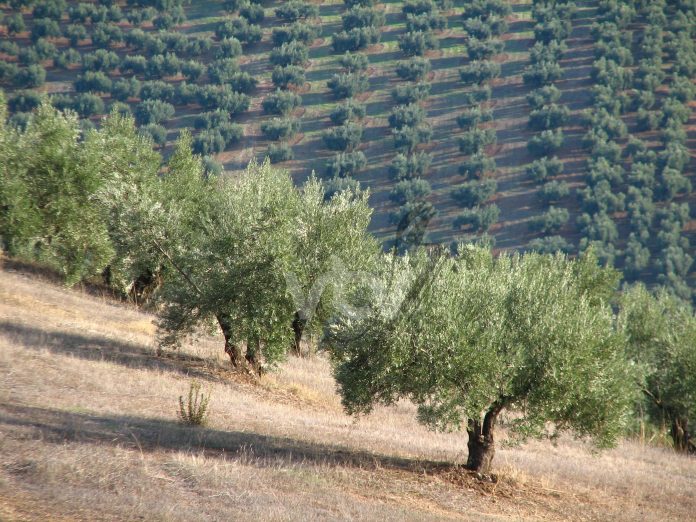 olivar ecológico