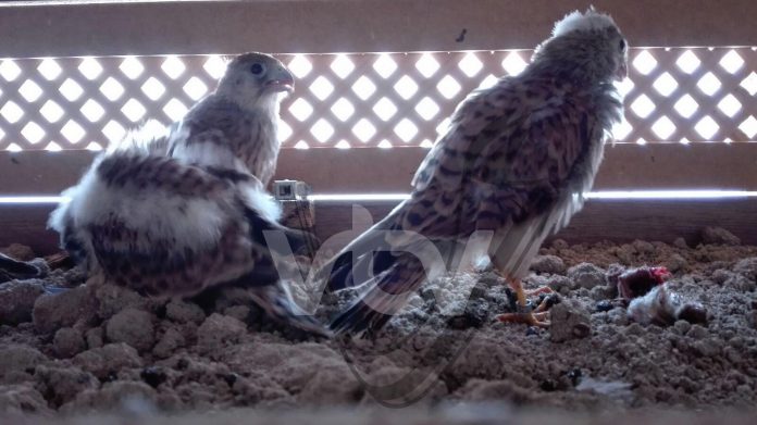 cernícalos primilla18