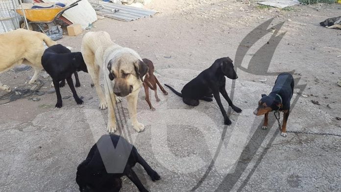 perros abandonados nave