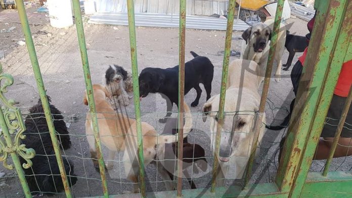 perros abandonados2