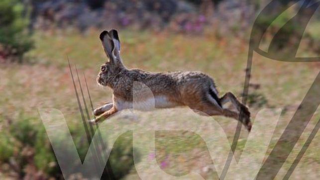 Liebre_EDIIMA20180912_0221_4