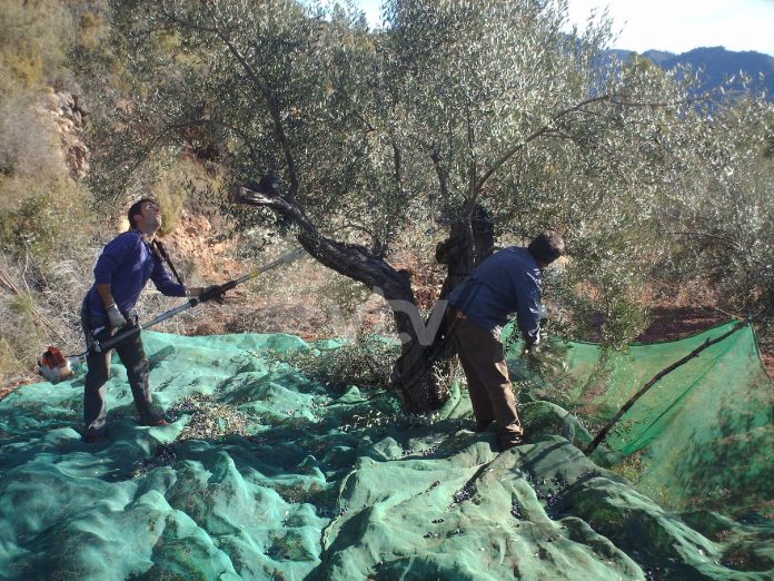 trabajadores olivar