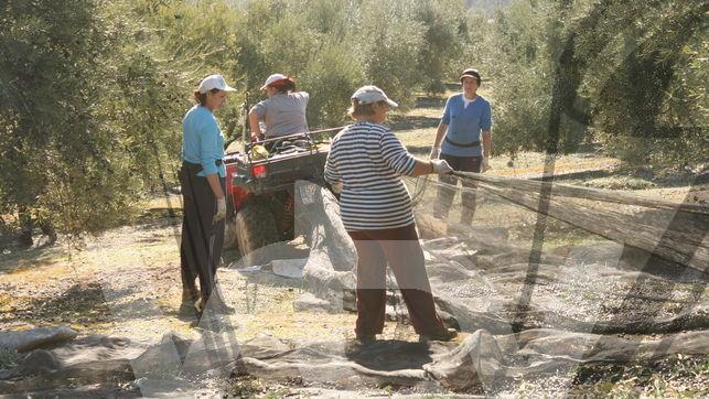 mujeres olivar