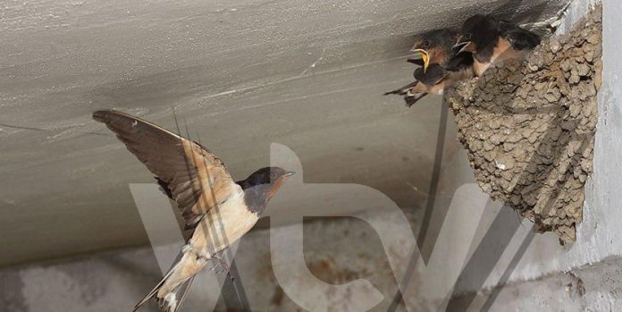 nido-golondrin2a-838x420