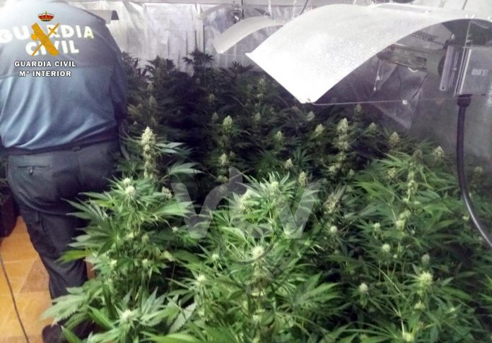 MARIHUANA JAUJA B