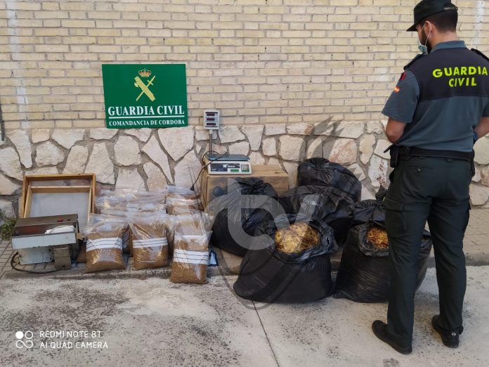 PICADURA DE TABACO LUCENA