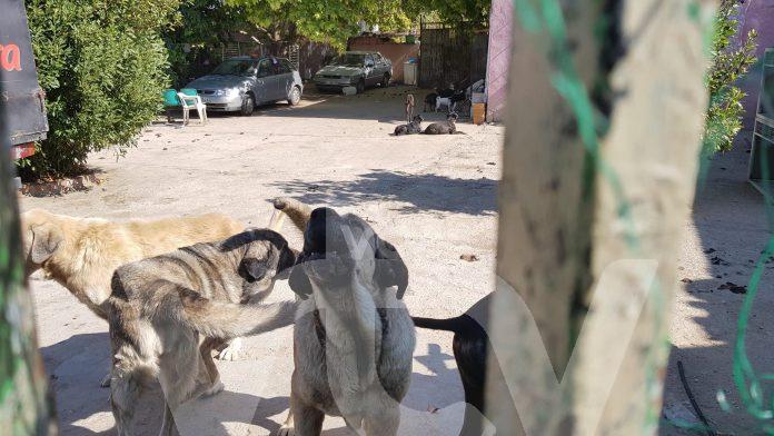 perros poleares