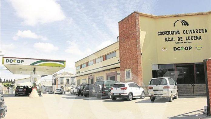 cooperativa olivarera lucena