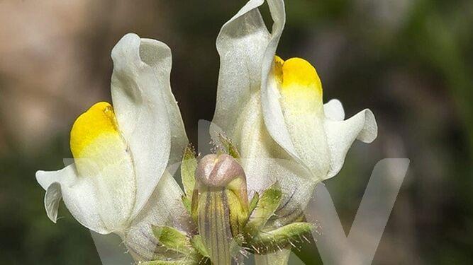 linaria subbaetica