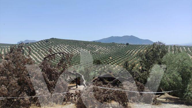 encina milenaria 0108