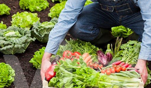 agricultura ecológica