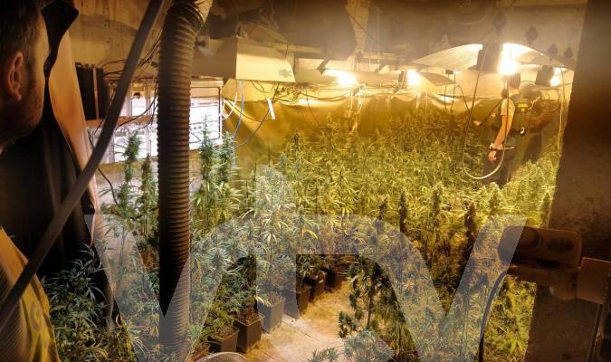 plantacion-de-marihua-18147806_21093275_20230501103218