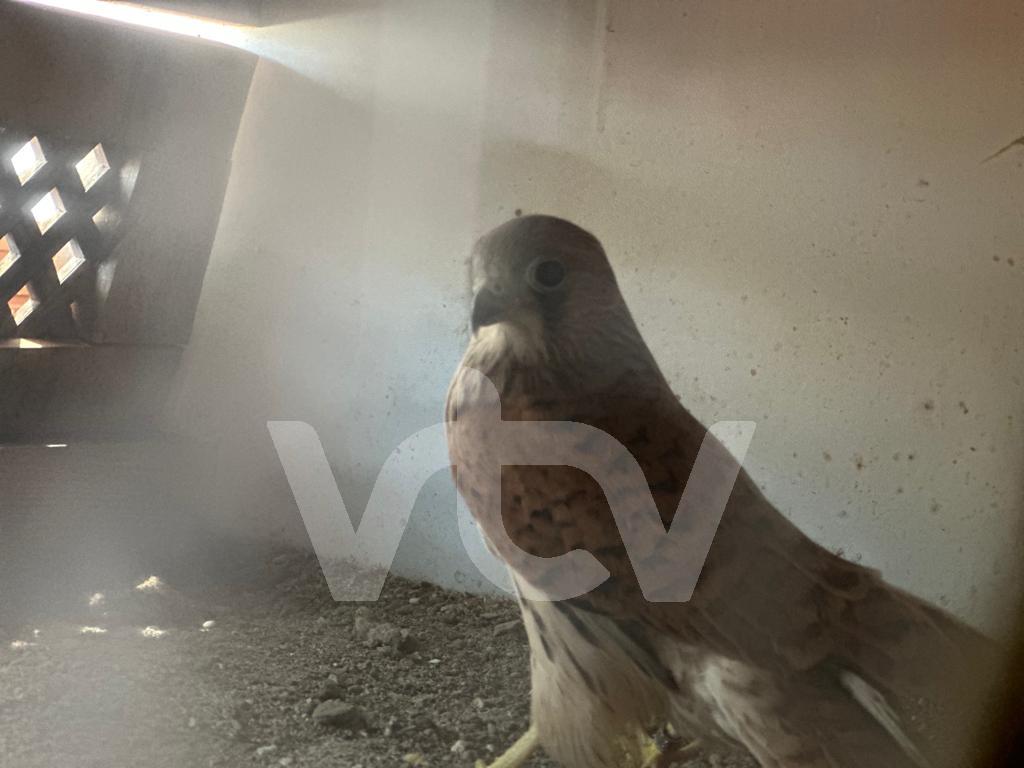 ENEA, cernícalo primilla