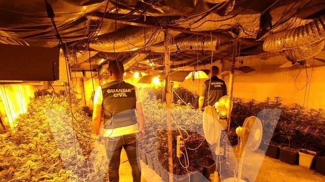 Plantacion-desmantelada-Guardia-Civil-Lucena_1827727617_192010774_667x375 Guardia Civil, Marihuana, Lucena