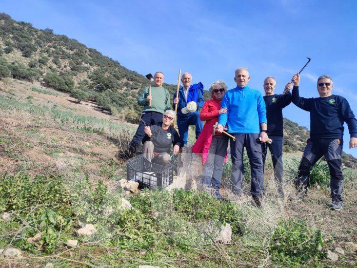 MEJORANA BELLOTAS Mejorana, bellotas