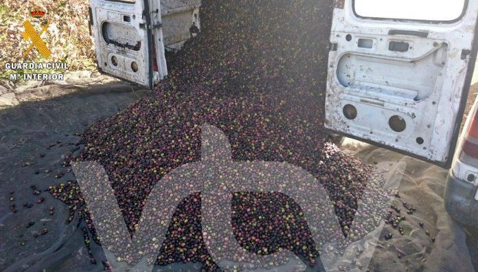 aceituna robada