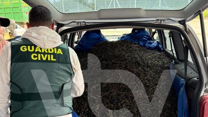 robo aceituna lucena