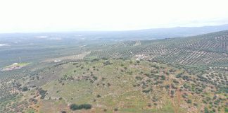 Mejorana, sierrezuela