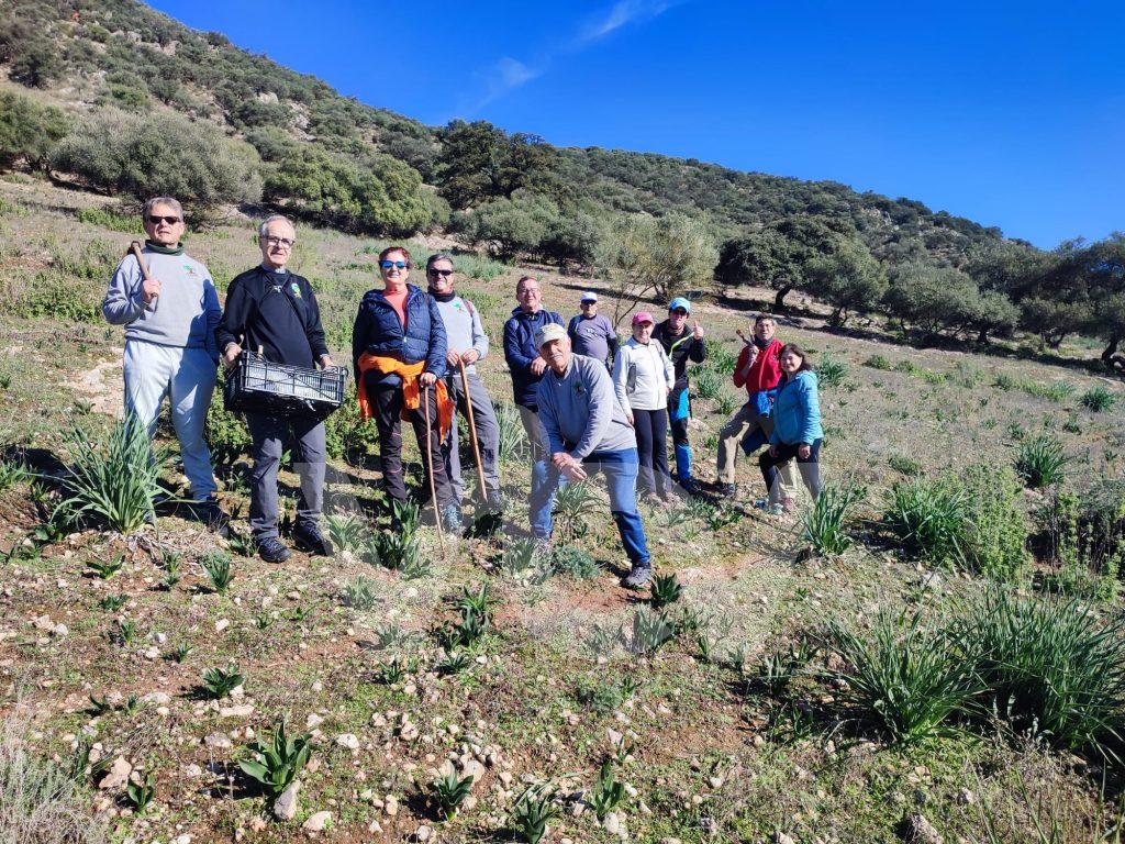 Mejorana bellotas sierra Lucena