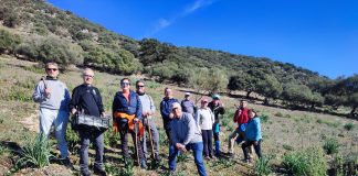 Mejorana bellotas sierra Lucena