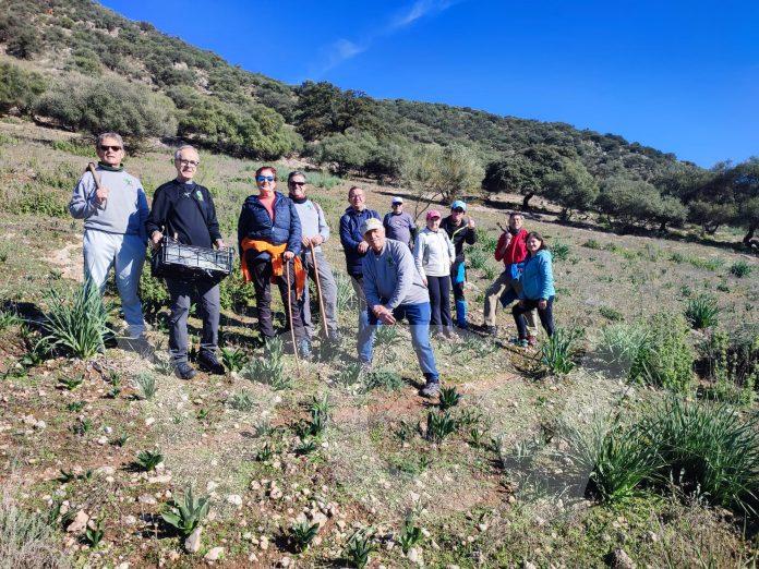 Mejorana bellotas sierra Lucena