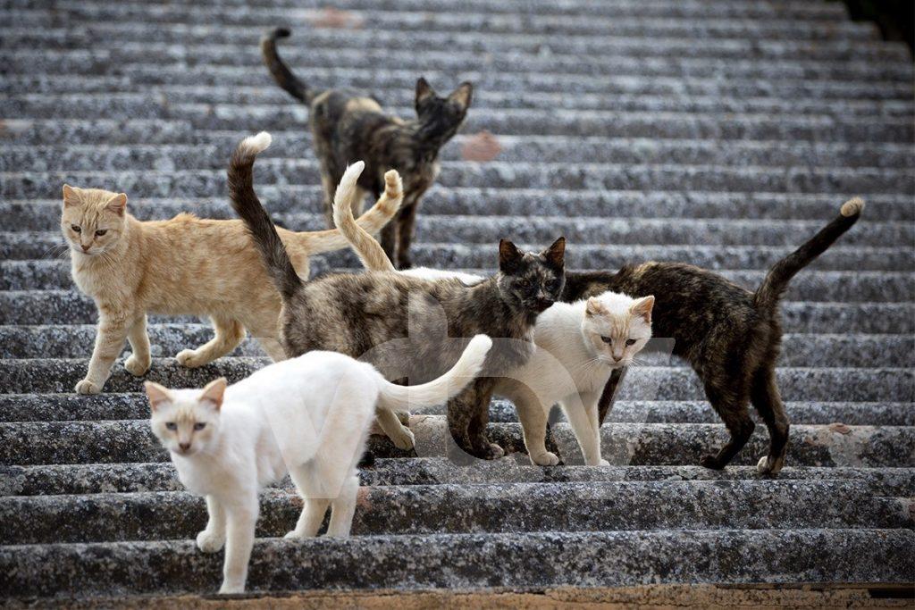 COLONIAS FELINAS LUCENA