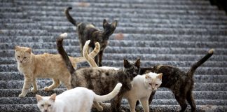 COLONIAS FELINAS LUCENA