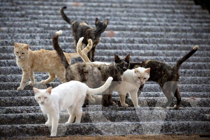 COLONIAS FELINAS LUCENA