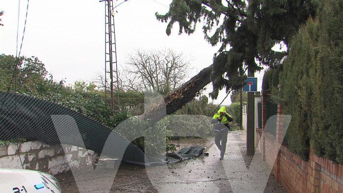 LEONARDO BORRASCA LUCENA