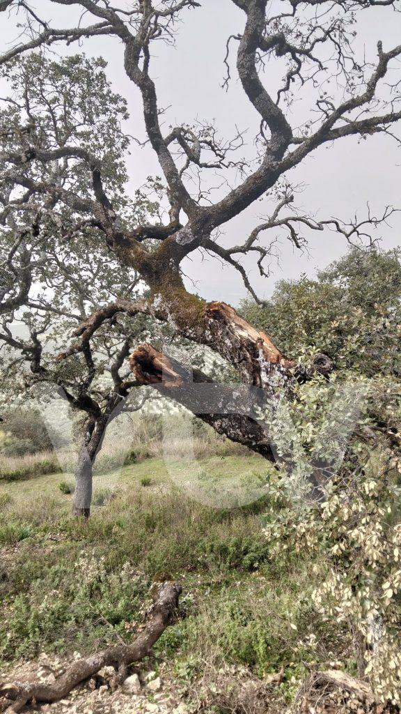 Diputación ayuntamiento Sierra Lucena