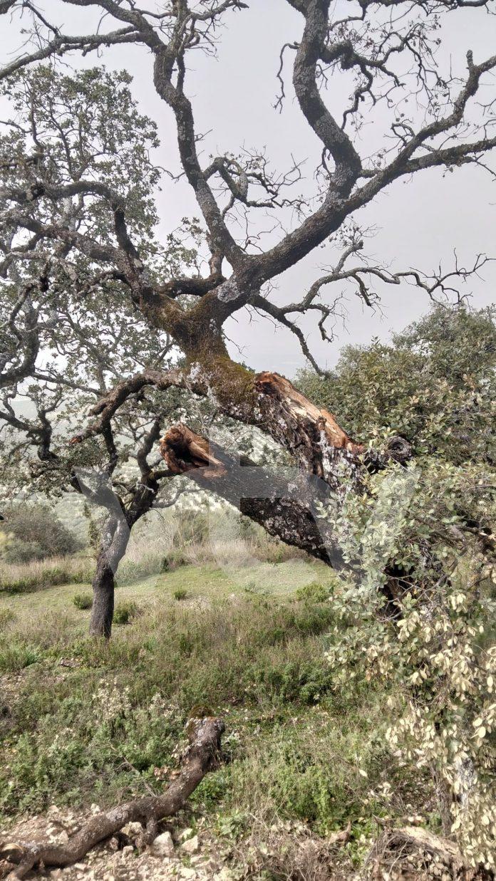 Diputación ayuntamiento Sierra Lucena