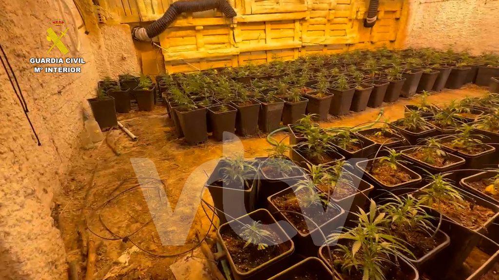 Guardia Civil, marihuana, Lucena