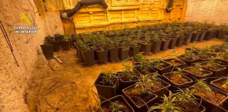 Guardia Civil, marihuana, Lucena