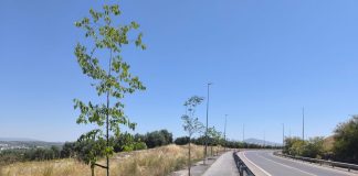 ALMEZES RONDA SUR LUCENA