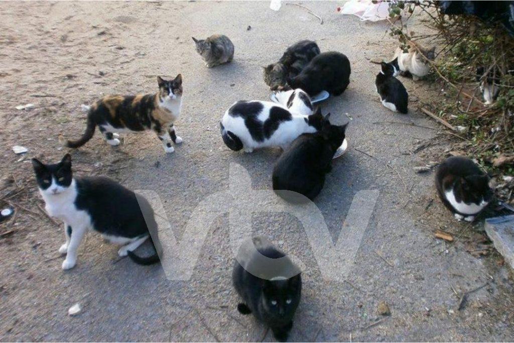 Colonia felina, ayuntamiento, salubridad