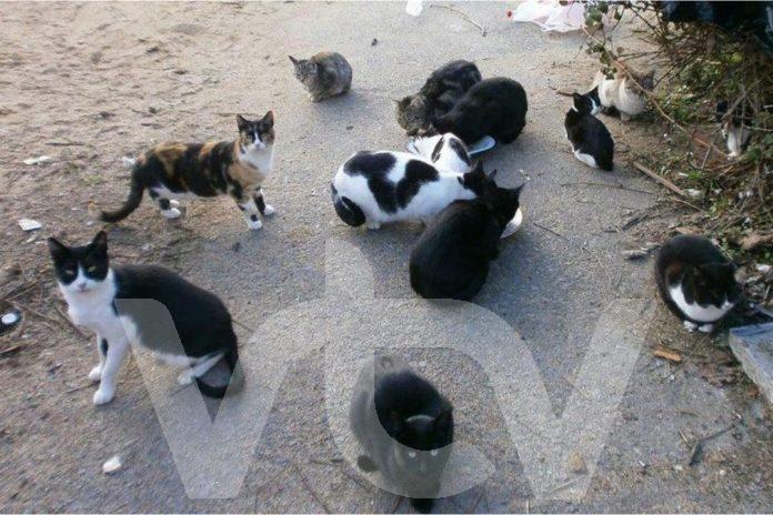 Colonia felina, ayuntamiento, salubridad