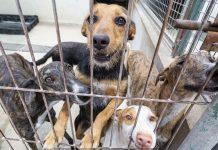 Recogida animales, Lucena