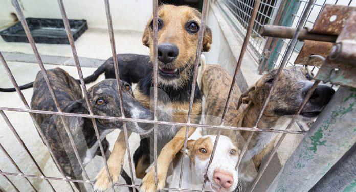 Recogida animales, Lucena