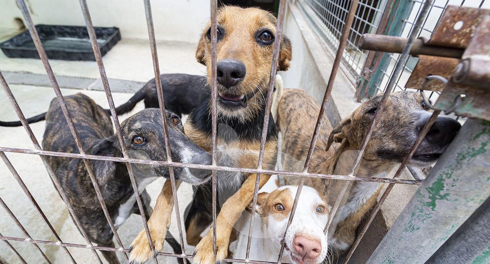 Recogida animales, Lucena